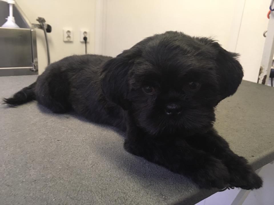 Een zwarte pup ligt na de trimbeurt uit te rusten op de trimtafel