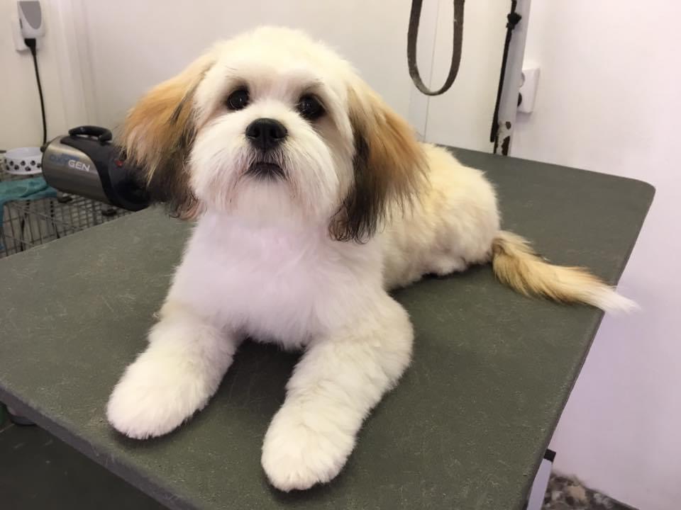 Een wit met bruin hondje ligt keurig geknipt op de trimtafel